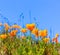 Poppies poppy flowers in orange at California spring fields