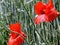 Poppies and poppy-seed capsule fruit in the cereal field