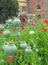 Poppies poppy seed pods growing in castle fort park garden grounds parks fields meadow