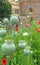 Poppies poppy seed pods growing in castle fort park garden grounds parks fields meadow