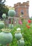 Poppies poppy seed pods growing in castle fort park garden grounds parks fields meadow