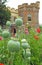 Poppies poppy seed pods growing in castle fort park garden grounds parks fields meadow