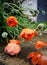 Poppies in the rain