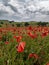 Poppies in the rain under a very cloudy sky