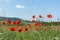 Poppies red flowers blue sky, bright sunny summer landscape. A poppy field on a clear spring day