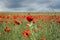 Poppies red flowers blue sky, bright sunny summer landscape. A poppy field on a clear spring day