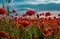 Poppies for remembrance day, anzac day. Red Poppy flowers for remembrance day.