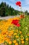 Poppies by the roadside