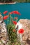 Poppies at the Saint Croix lake