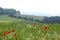 Poppies and Sea Mist