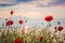 Poppies on the sea shore at sunrise