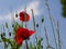 Poppies in the Sky