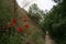 Poppies spring red grass meadow