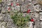 Poppies in a stone wall