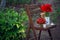Poppies and strawberrie on a vintage wooden chair in the garden