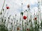 Poppies stretch up