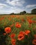 Poppies strewn throughout the field dancing in the gentle breeze Abandoned landscape. AI generation