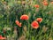 Poppies in the Sun