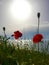 Poppies at sunrise