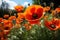 Poppies sustaining bees in the pollination process, spring session photos