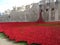 Poppies Tower of London