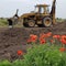 Poppies with tractor