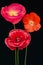 Poppies trio (Papaver rhoeas)