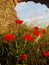 Poppies under ancient roman wall