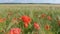 Poppies in a Wheat Field