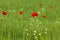 Poppies in wheat field