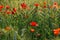 Poppies and wheat in June