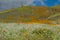 Poppies and White on a Mountainside