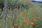 Poppies and wildflowers in Floresti.