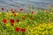 Poppies and yellow color wild flowers field, blue sea background