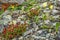 Poppies yellow rhodiola flowers mountains close-up