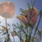 Poppy_00302_A - flowers and deep blue sky