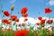 Poppy against blue sky