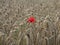 Poppy alone in the wheat