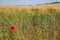 Poppy amidst the cornfield
