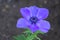 Poppy anemone 01