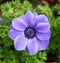 Poppy anemone