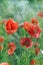 Poppy background