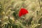 Poppy in a barley field.