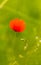 Poppy in a barley field. Young cereals. Green fields. Field weed. Red and green.