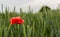 Poppy in a barley field. Young cereals. Green fields. Field weed. Red and green.