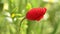 The poppy begins to bloom. One red flower close-up swaying in the wind.