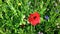 Poppy bloom in the breeze and cornflowers