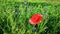 Poppy bloom in the breeze and cornflowers