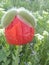 Poppy bloom close up 6 3 2019 2