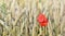 poppy blooming in a field of wheat